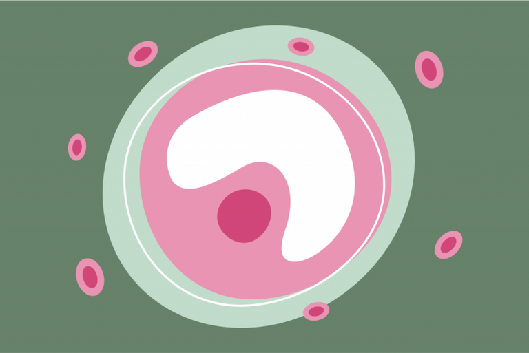 What is FSH? A Guide to the Follicle-Stimulating Hormone